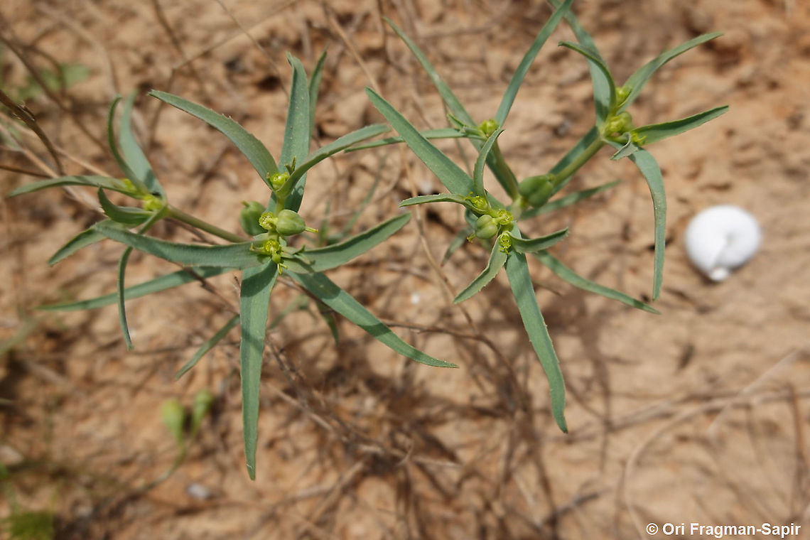 Euphorbia grossheimii  Euphorbia grossheimii,Geotagged,Israel,Winter