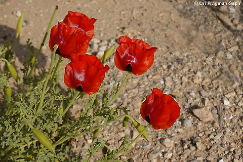 Glaucium grandiflorum  Geotagged,Glaucium grandiflorum,Israel,Red-Horned Poppy,Winter