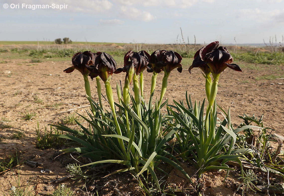 Iris atrofusca  Geotagged,Iris atrofusca,Israel,Judean Iris,Winter