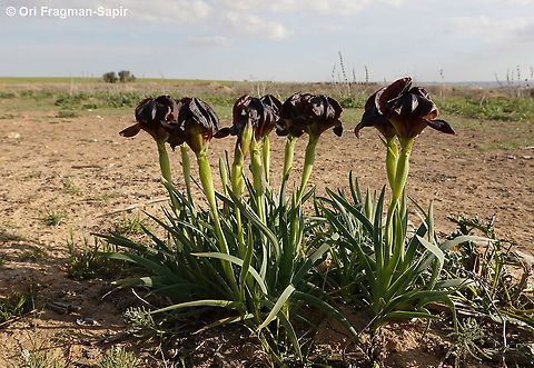 Iris atrofusca  Geotagged,Iris atrofusca,Israel,Judean Iris,Winter