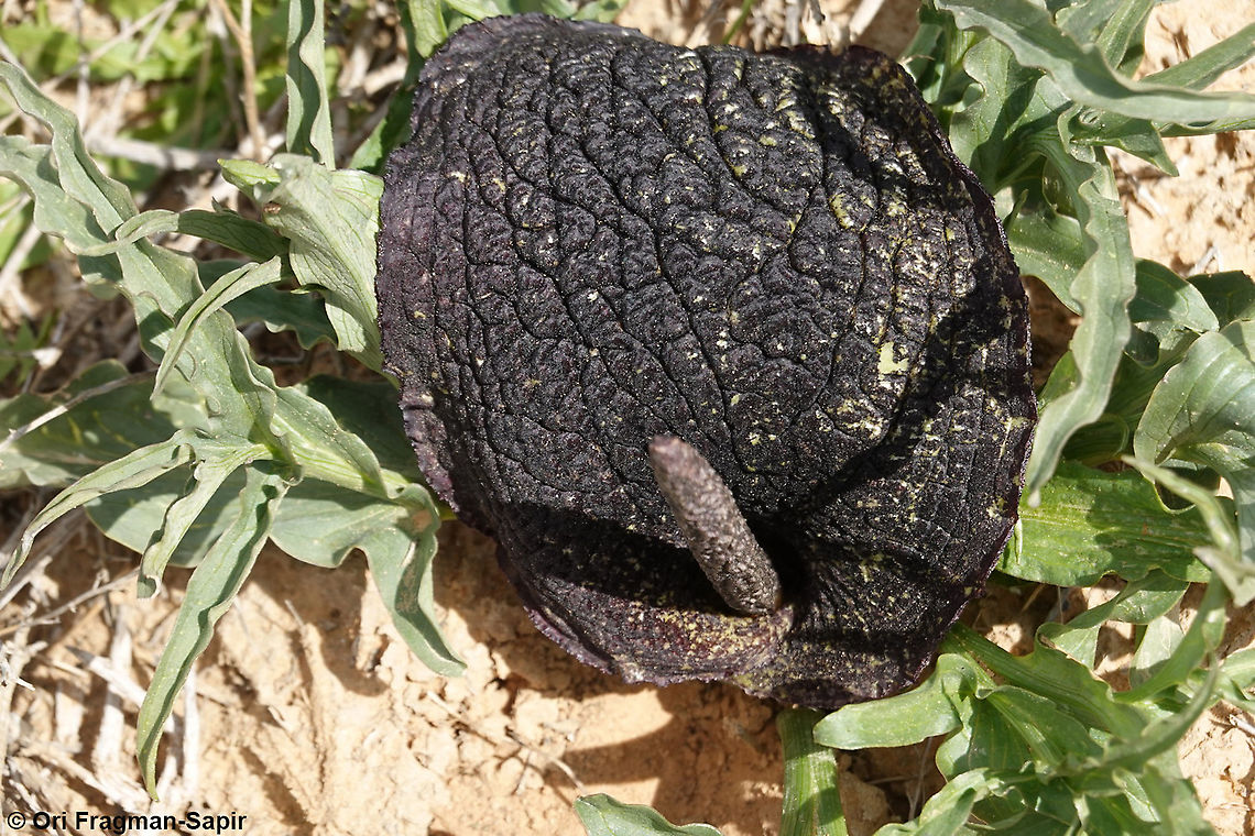 Eminium spiculatum subsp. negevense  Eminium spiculatum,Geotagged,Israel,Winter