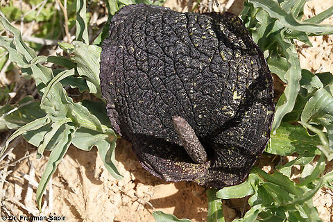 Eminium spiculatum subsp. negevense  Eminium spiculatum,Geotagged,Israel,Winter