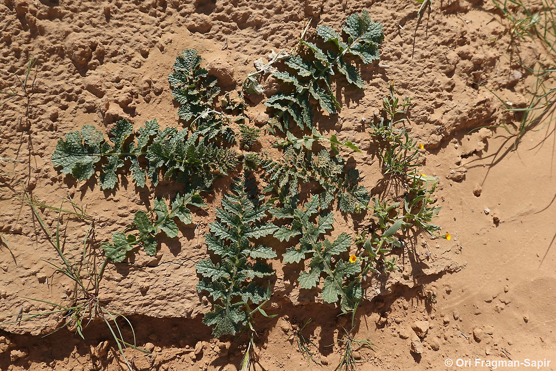 Brassica tournefortii  Brassica tournefortii,Geotagged,Israel,Winter