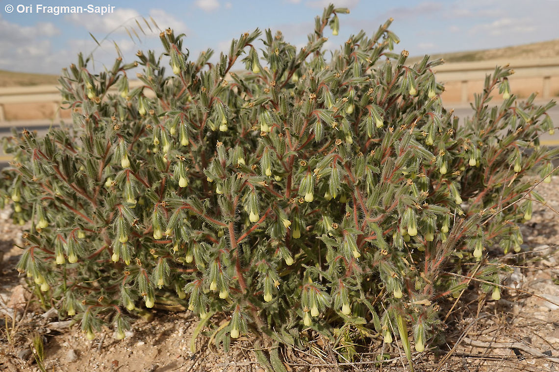 Onosma echinata  Geotagged,Israel,Onosma echinata,Winter