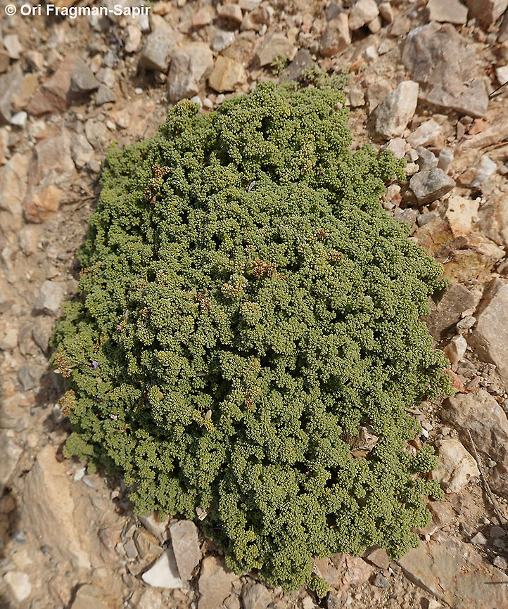 Herniaria hemistemon  Geotagged,Herniaria hemistemon,Israel,Winter