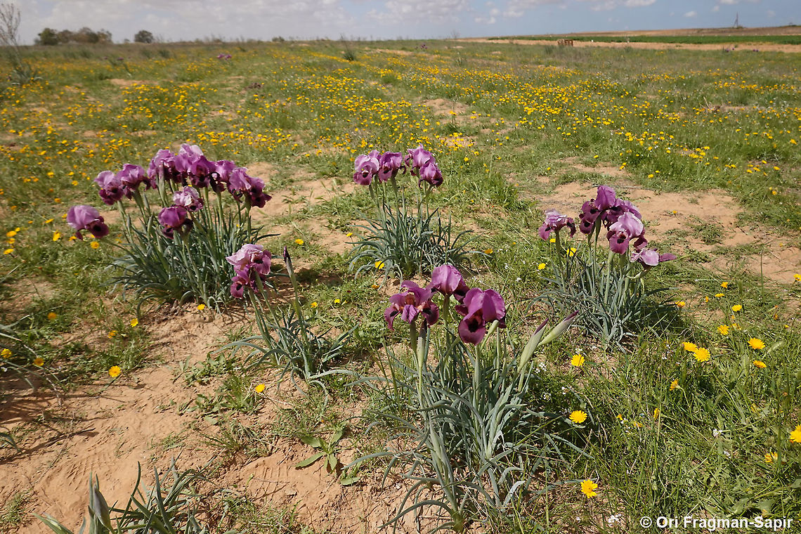 Iris mariae  Geotagged,Iris mariae,Israel,Mary's Iris,Winter
