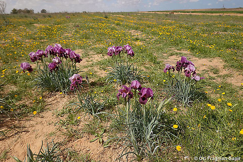Iris mariae  Geotagged,Iris mariae,Israel,Mary's Iris,Winter