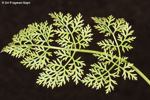 Capnophyllum peregrinum  Capnophyllum peregrinum