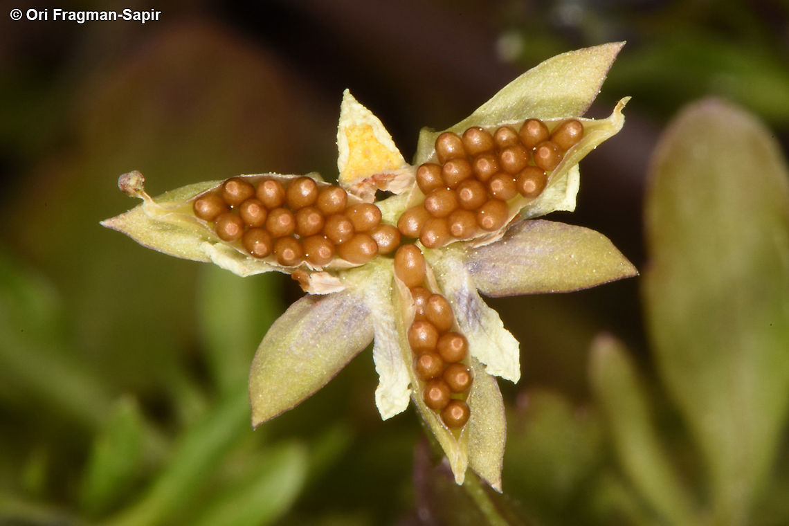 Viola kitaibeliana  Viola kitaibeliana