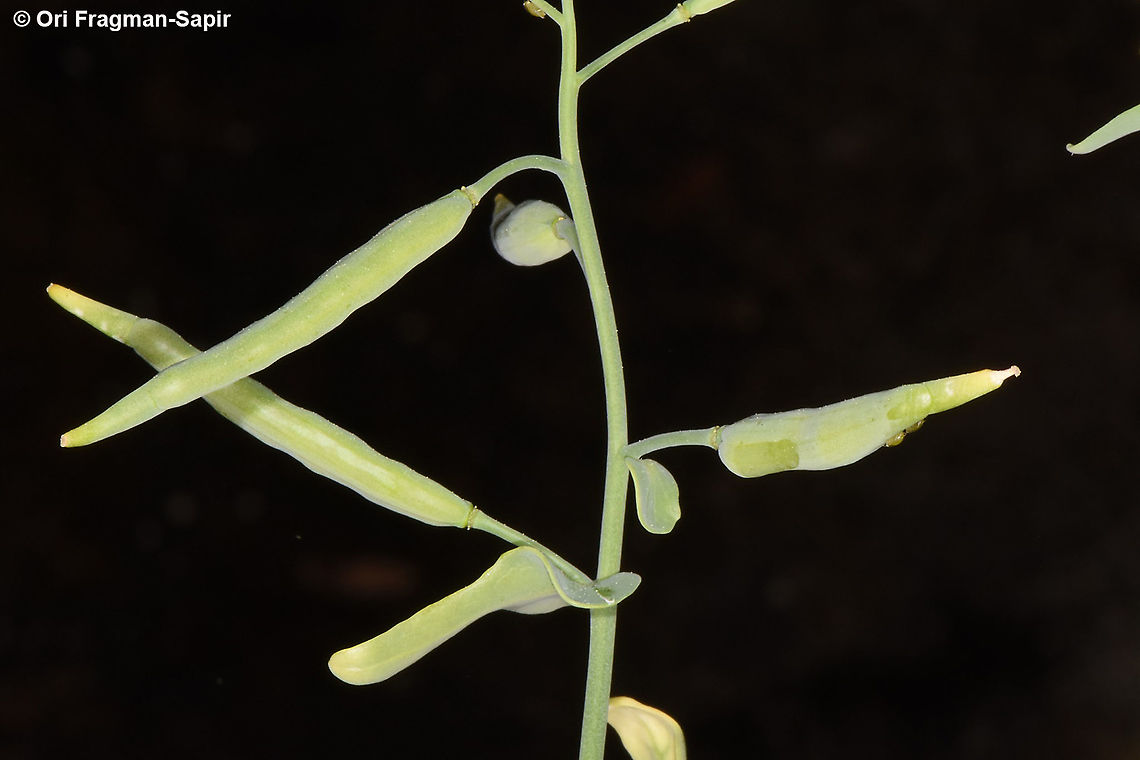 Conringia orientalis  Conringia orientalis,Hare's-ear Mustard