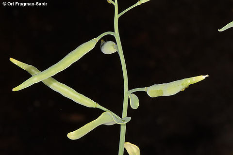 Conringia orientalis  Conringia orientalis,Hare's-ear Mustard