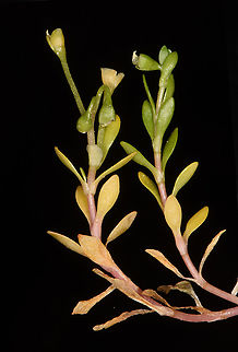 Montia fontana  Montia fontana