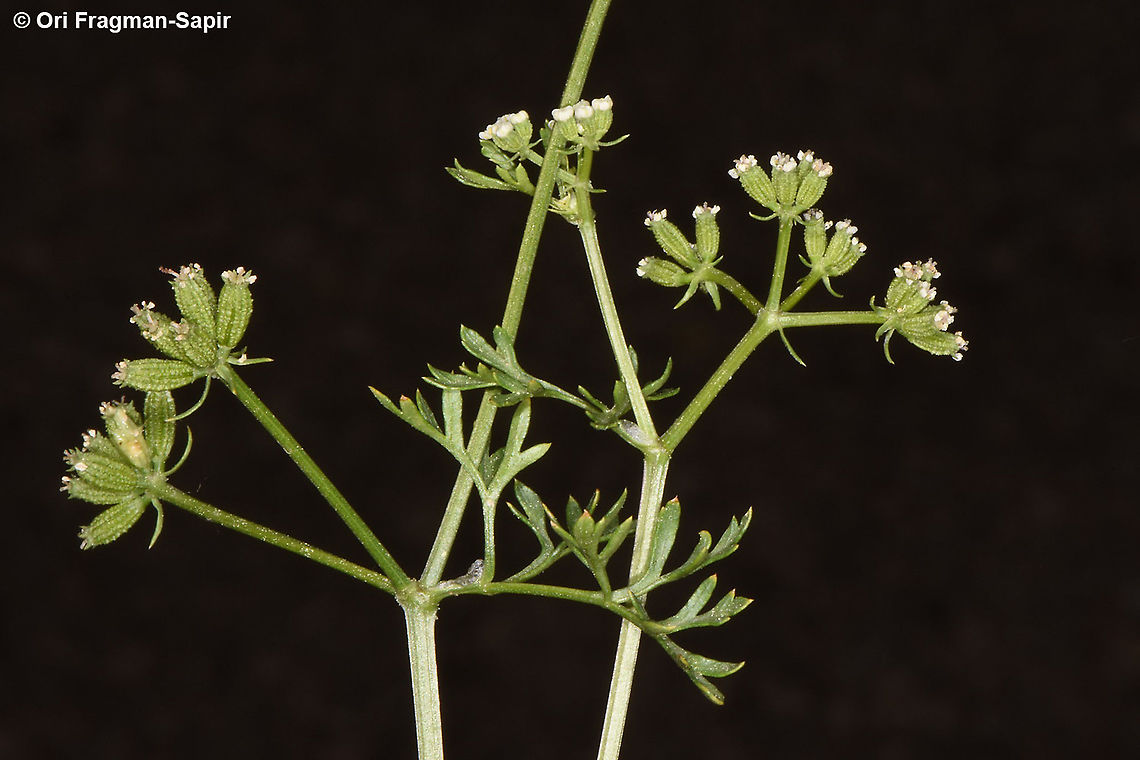 Capnophyllum peregrinum  Capnophyllum peregrinum