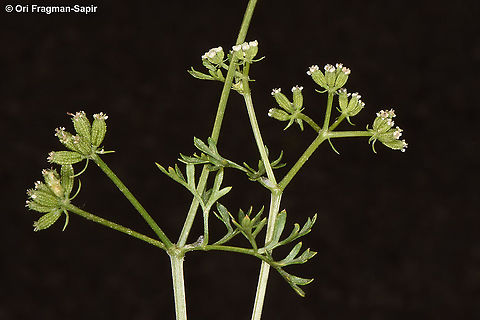 Capnophyllum peregrinum  Capnophyllum peregrinum