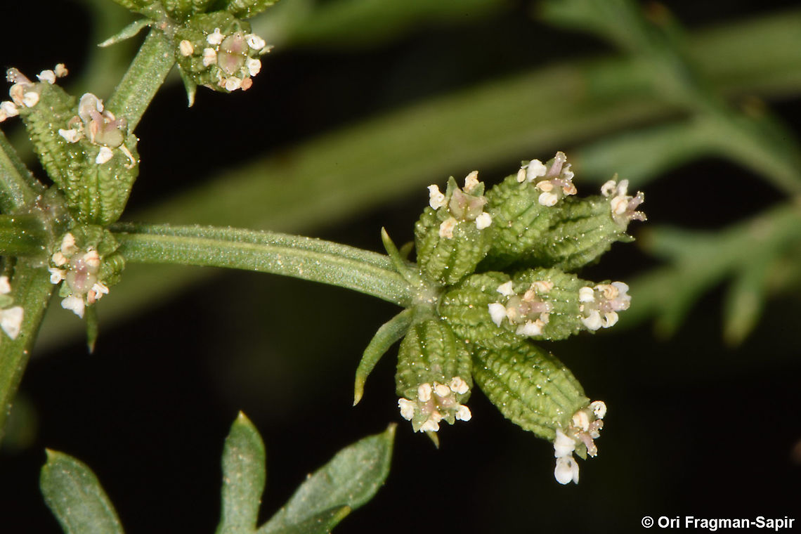 Capnophyllum peregrinum  Capnophyllum peregrinum