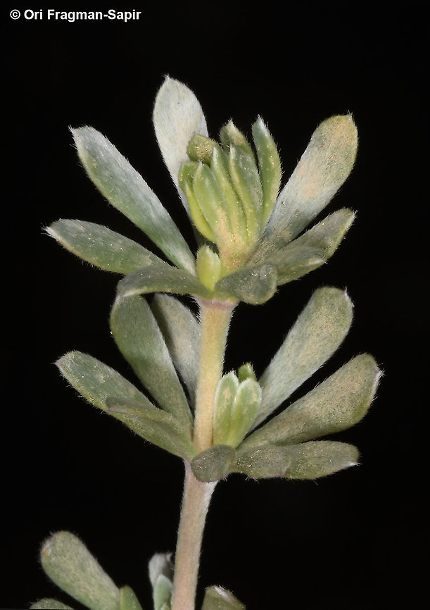 Cytisopsis pseudocytisus  Cytisopsis pseudocytisus,Geotagged,Israel,Spring