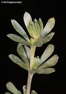Cytisopsis pseudocytisus  Cytisopsis pseudocytisus,Geotagged,Israel,Spring
