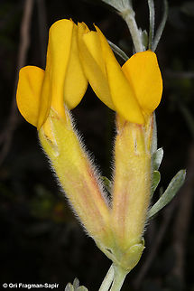 Cytisopsis pseudocytisus  Cytisopsis pseudocytisus,Geotagged,Israel,Spring