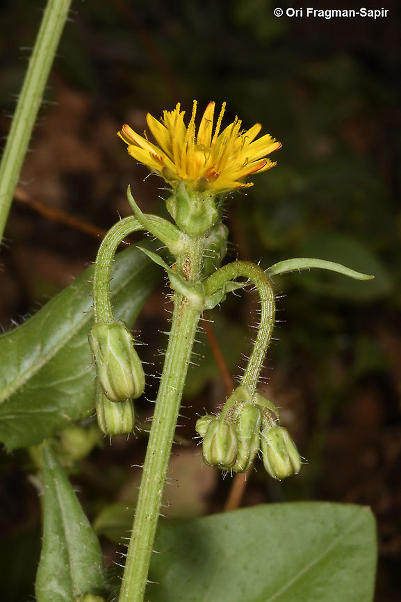 Crepis zacintha  Crepis zacintha,Geotagged,Israel,Spring,Striped hawksbeard