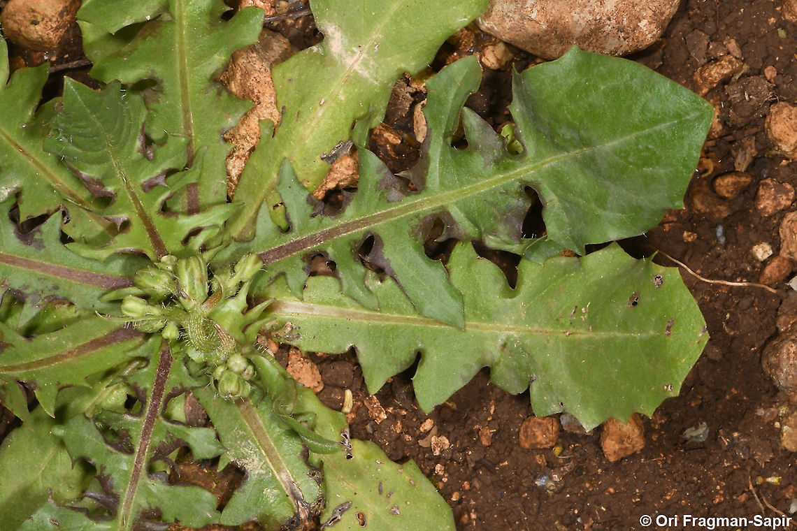 Crepis zacintha  Crepis zacintha,Geotagged,Israel,Spring,Striped hawksbeard