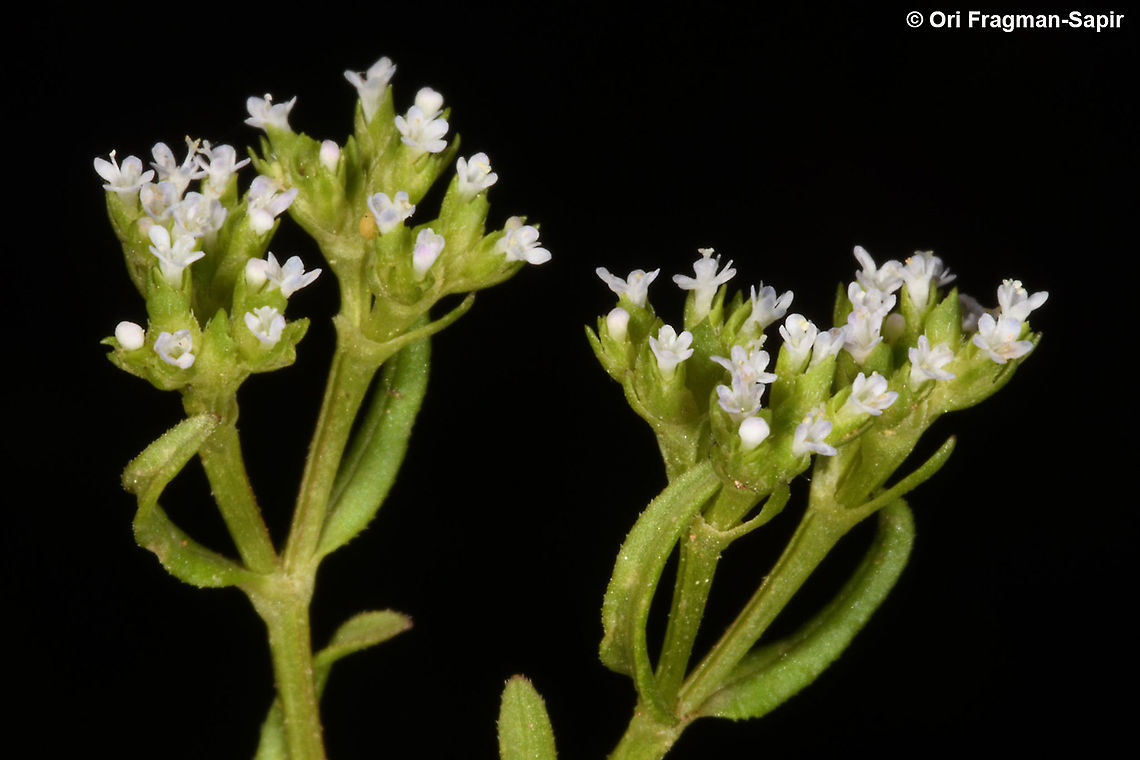 Valerianella muricata  Geotagged,Israel,Spring,Valerianella muricata