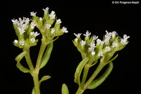 Valerianella muricata  Geotagged,Israel,Spring,Valerianella muricata