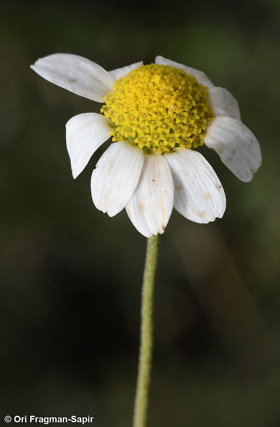 Anthemis chia  Anthemis chia,Geotagged,Israel,Spring