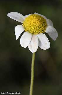 Chios Chamomile