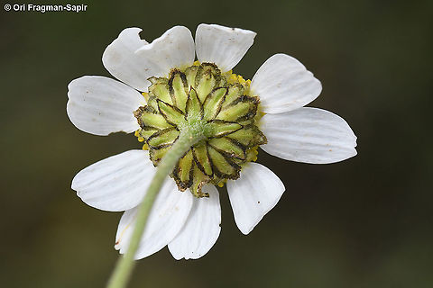 Anthemis chia  Anthemis chia,Geotagged,Israel,Spring