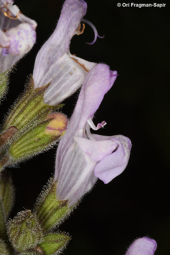 Salvia fruticosa  Geotagged,Israel,Salvia fruticosa,Spring