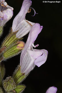 Salvia fruticosa  Geotagged,Israel,Salvia fruticosa,Spring