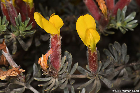 Cytisopsis pseudocytisus  Cytisopsis pseudocytisus,Geotagged,Israel,Spring