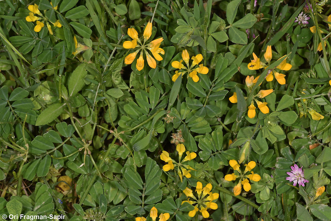 Securigera parviflora  Geotagged,Israel,Securigera parviflora,Spring