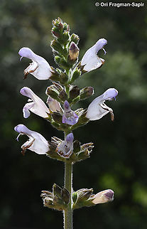 Salvia fruticosa  Geotagged,Israel,Salvia fruticosa,Spring