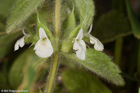Sideritis romana ssp curvidens  Sideritis romana