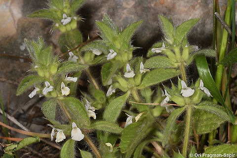 Sideritis romana