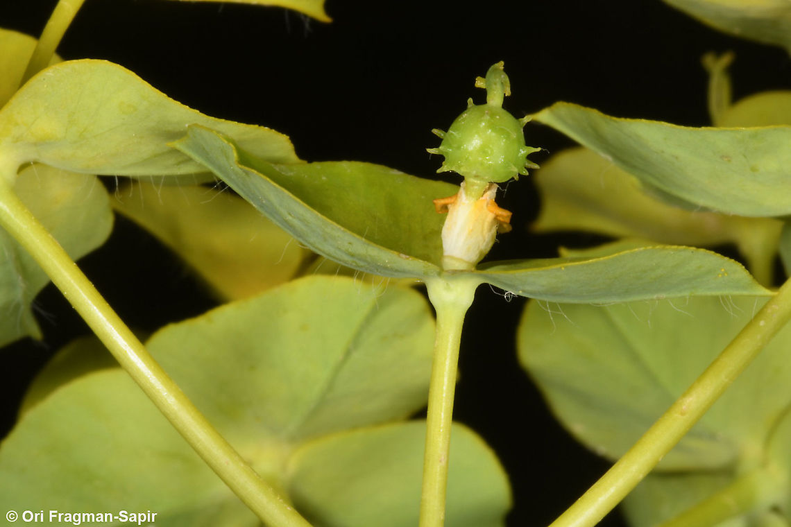 Euphorbia valerianifolia  Euphorbia valerianifolia,Geotagged,Israel,Spring