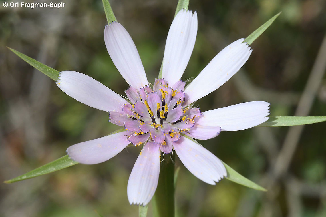 Geropogon hybridus  Geotagged,Geropogon,Geropogon hybridus,Israel,Spring