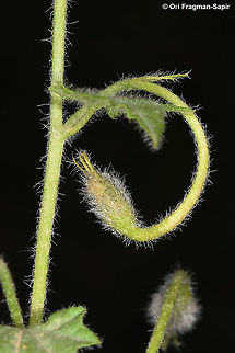 Convolvulus coelesyriacus  Convolvulus coelesyriacus,Geotagged,Israel,Spring