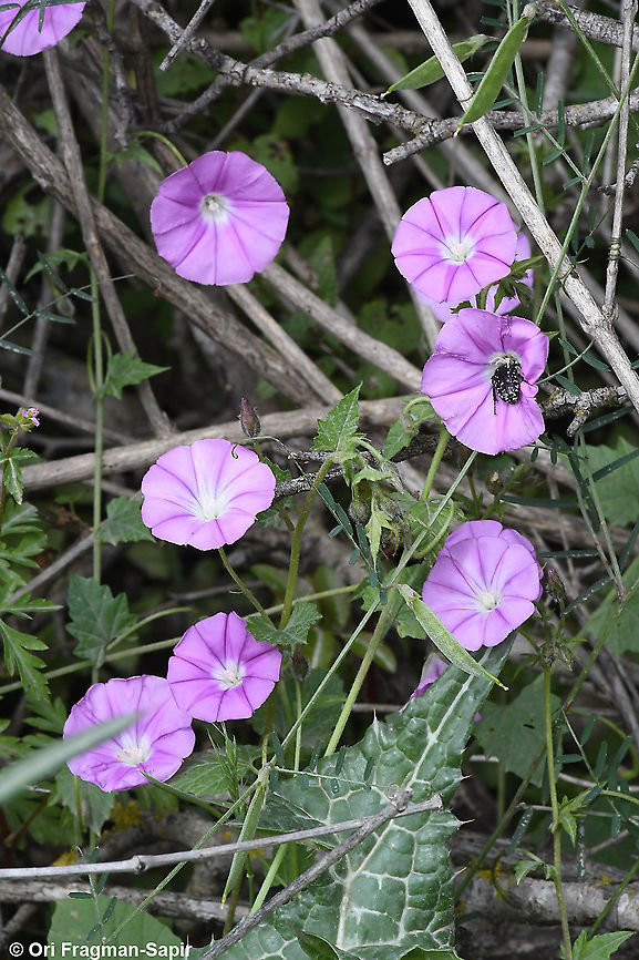 Convolvulus coelesyriacus  Convolvulus coelesyriacus,Geotagged,Israel,Spring