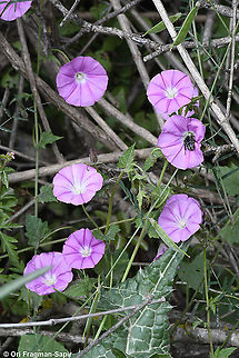 Convolvulus coelesyriacus  Convolvulus coelesyriacus,Geotagged,Israel,Spring