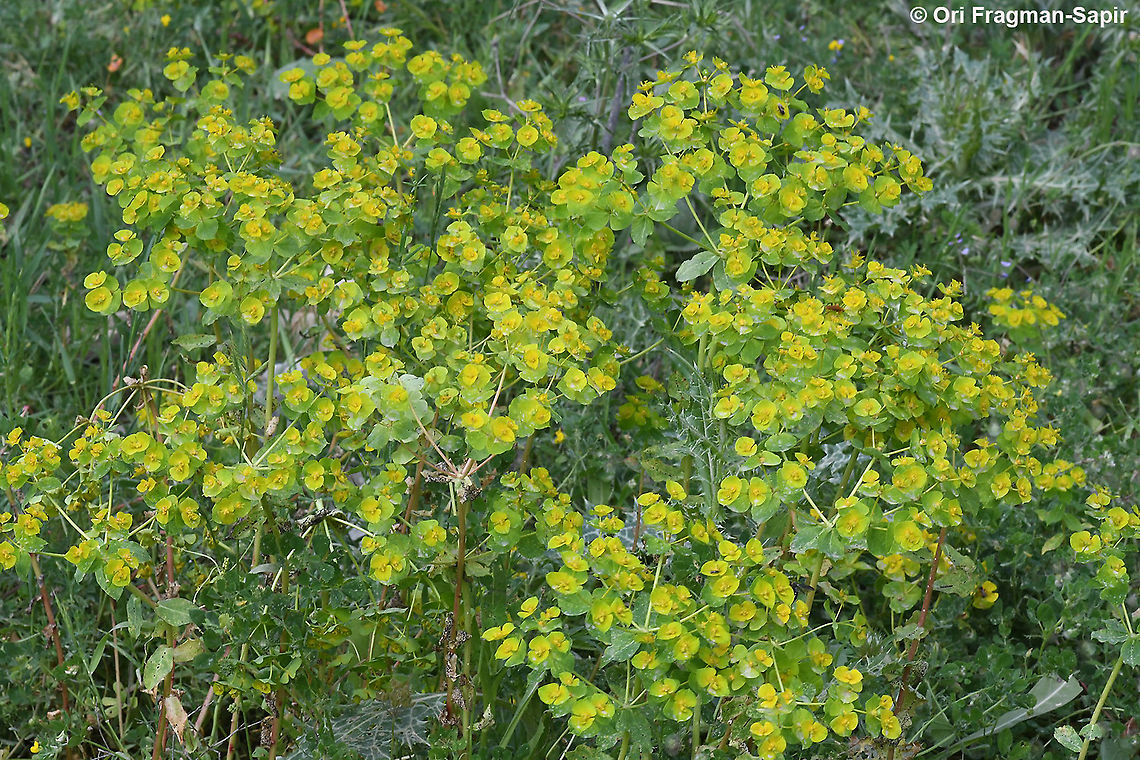 Euphorbia valerianifolia  Euphorbia valerianifolia,Geotagged,Israel,Spring