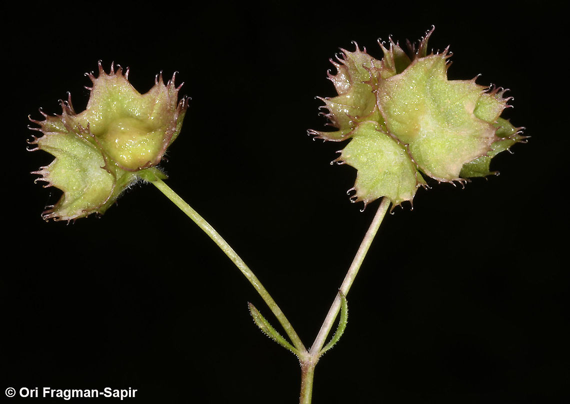 Valerianella obtusiloba  Geotagged,Israel,Spring,Valerianella obtusiloba