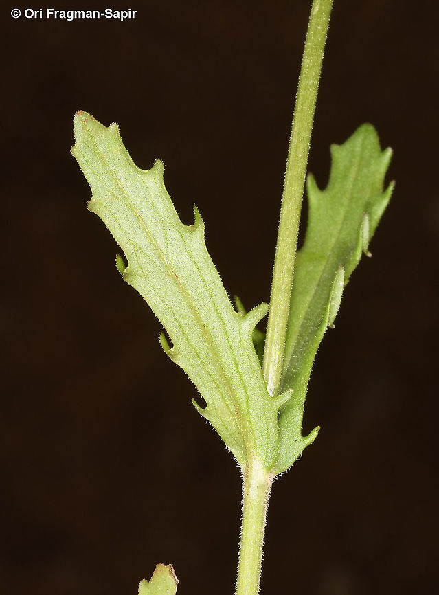 Valerianella obtusiloba  Geotagged,Israel,Spring,Valerianella obtusiloba