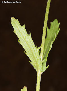 Valerianella obtusiloba  Geotagged,Israel,Spring,Valerianella obtusiloba