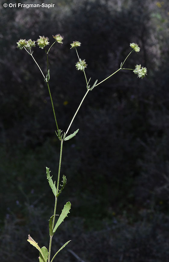 Valerianella obtusiloba  Geotagged,Israel,Spring,Valerianella obtusiloba