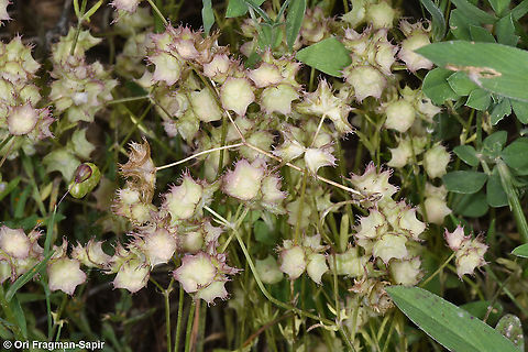 Valerianella obtusiloba  Geotagged,Israel,Spring,Valerianella obtusiloba