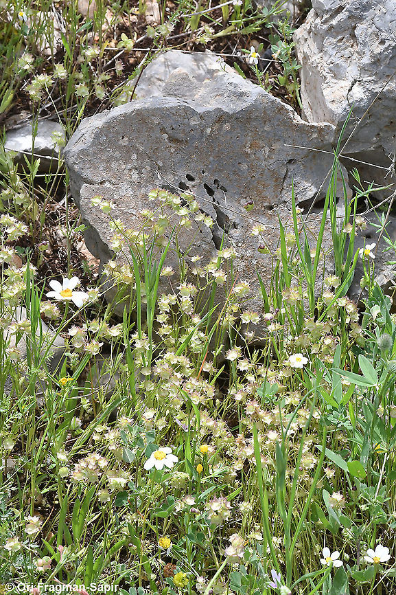 Valerianella obtusiloba  Geotagged,Israel,Spring,Valerianella obtusiloba