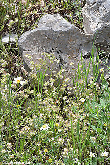 Valerianella obtusiloba  Geotagged,Israel,Spring,Valerianella obtusiloba