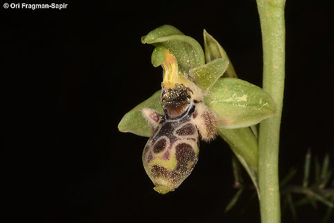 Ophrys umbilicata  Geotagged,Israel,Ophrys umbilicata,Spring